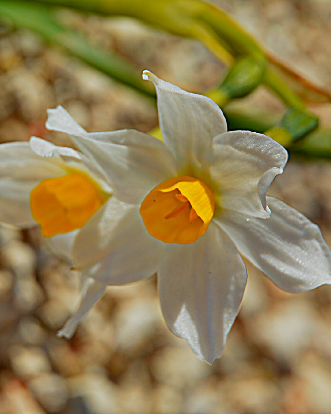 al-nahda-association-brand-Daffodil-images-5